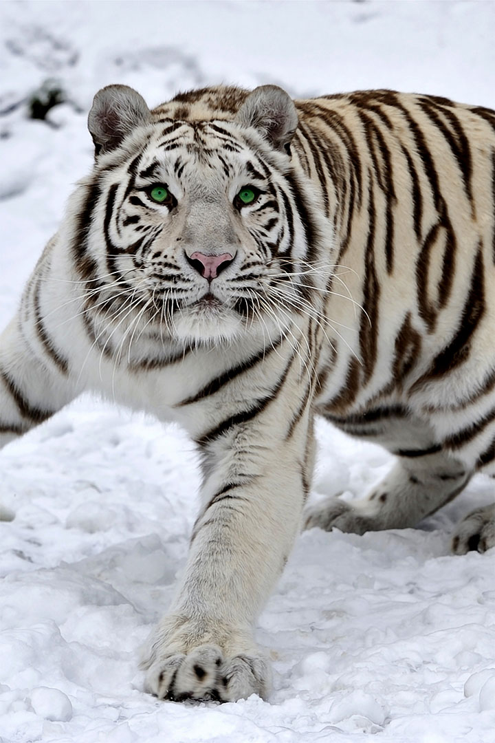Siberian Tiger with Green Eyes White Snow Room Decor Print - POSTER 20x30 |  eBay
