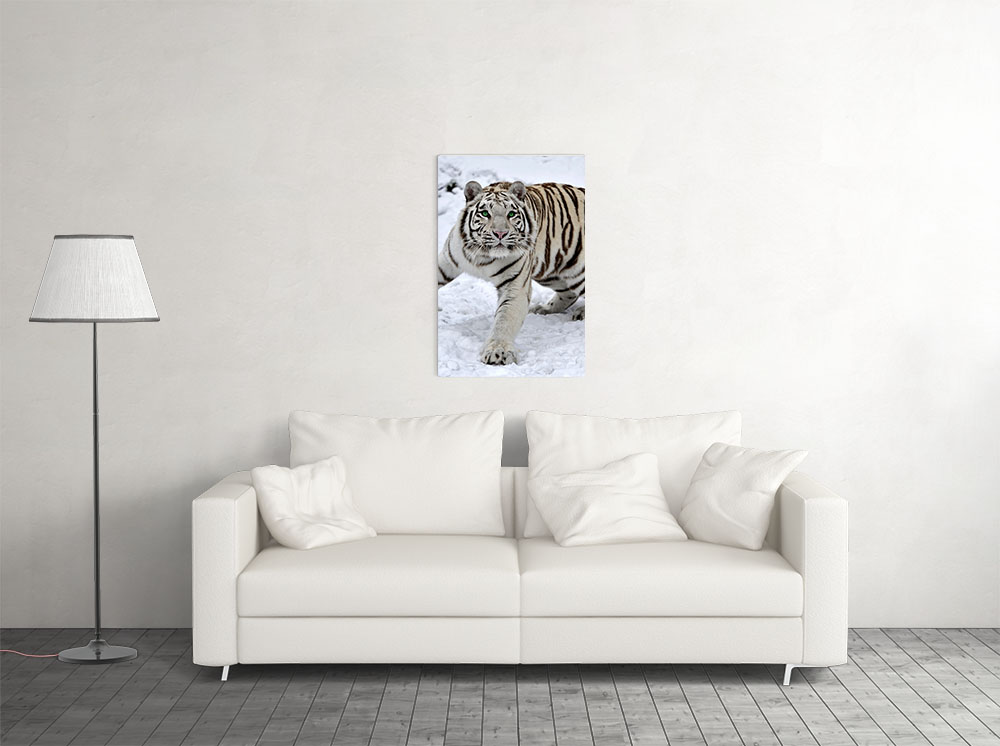 - | Tiger White Snow eBay 20x30 Decor Siberian Print POSTER with Green Room Eyes