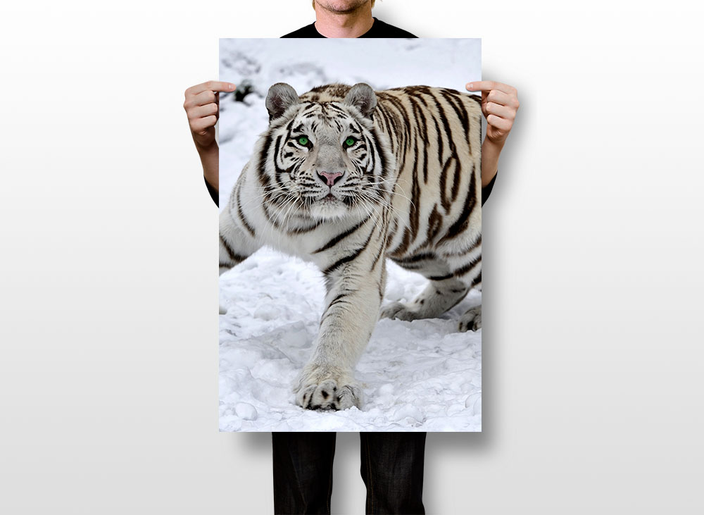 Siberian Tiger with Green Eyes White Snow Room Decor Print - POSTER 20x30 |  eBay