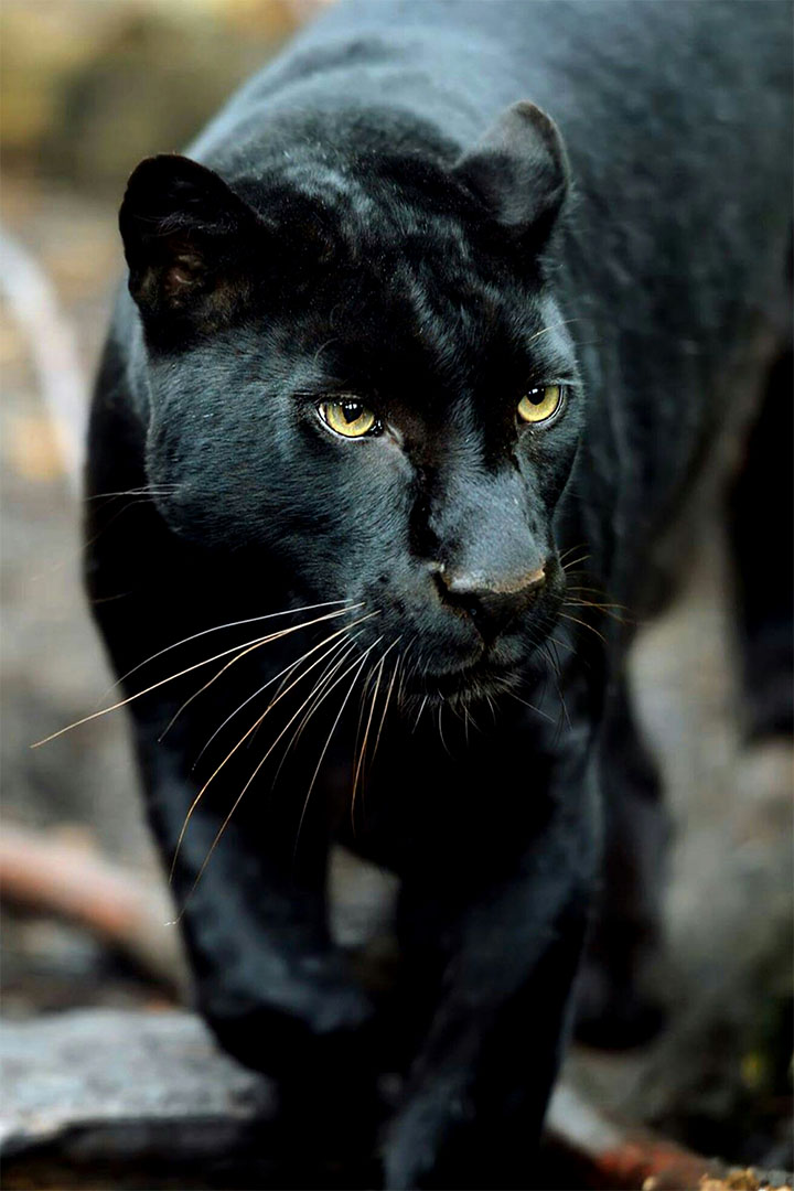 Demonic Black Panther - Dark posters with animal motifs
